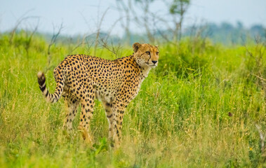 In African savannahs, Cheetah is looking for prey.
