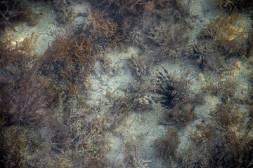 Lionfish in shallow water. Dangerous and poisonous fish. Beautiful fish in the red sea. A lionfish swims over a coral reef.