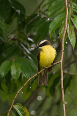 Yellow tropical bird in a perch. 
Rusty-margined Flycatcher (Myiozetetes cayanensis). 