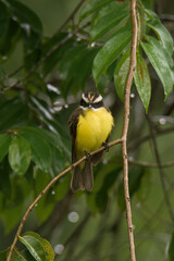 Yellow tropical bird in a perch. 
Rusty-margined Flycatcher (Myiozetetes cayanensis). 