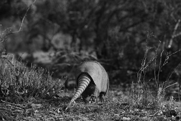 Nine-banded armadillo in black and white walking away through Texas field, wildlife mammal in nature.
