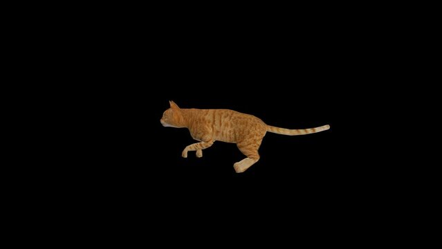 House Cat Transparent Alpha Video Animation