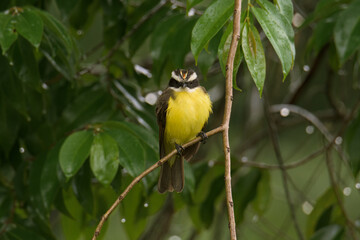 Yellow tropical bird in a perch. 
Rusty-margined Flycatcher (Myiozetetes cayanensis). 