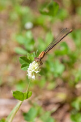 A Brown Damselfly Eats Clover