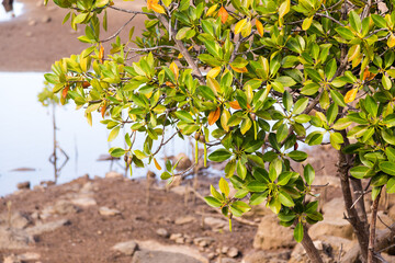 Palétuvier au bord d'une mangrove tropicale à marée basse, avec ses fruits germés et ses...