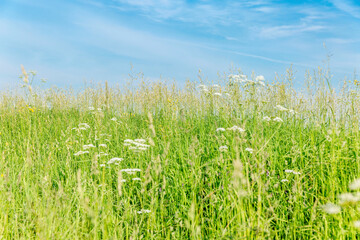 Green field with wildflowers against a blue sky on a sunny day. Freedom and beautiful nature. Space for text.