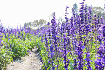 Obraz premium Closeup purple flowers (salvia officinalis) in the garden