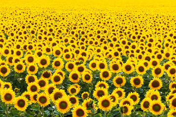 Sunflower field. Natural background of many sunflower flowers. Agricultural background.