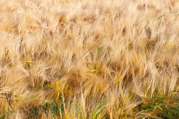 Violent earing of barley. Agricultural background. Barley field.