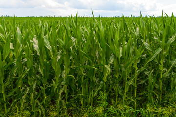 At the edge of a cornfield. Lush thickets of corn. Agricultural field.