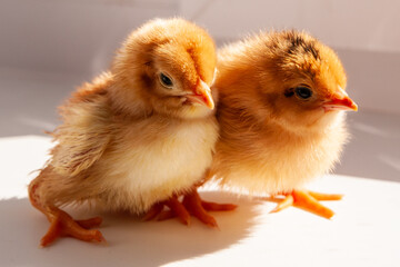 Newborn chicks. Two newborn chicks close up.