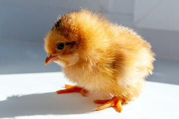The first steps of a little chicken. Newborn chicks.