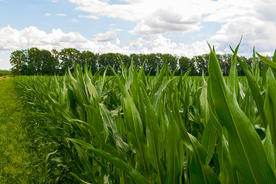 A Corn Field With A Forest Belt In The Distance. At The Edge Of A Cornfield.