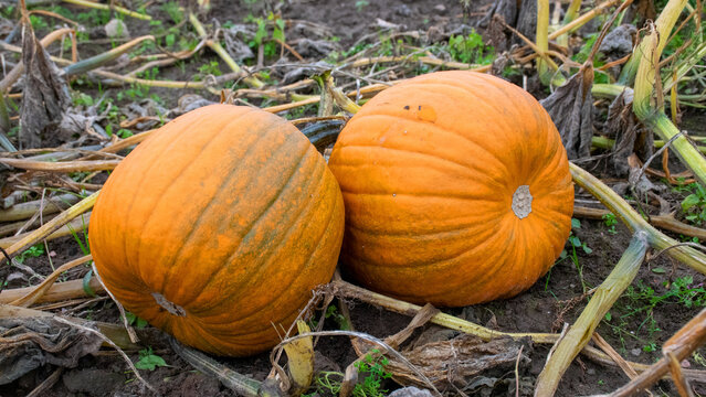 Pumpkin plants with rich harvest on a field ready to be harvested