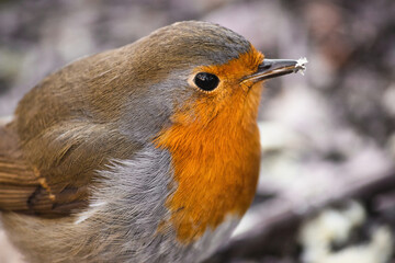 Close-up of a red-breasted robin with a snowflake on its beak, against a blurry winter background