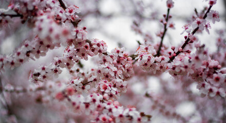 the pink plum blossoms herald the beautiful spring