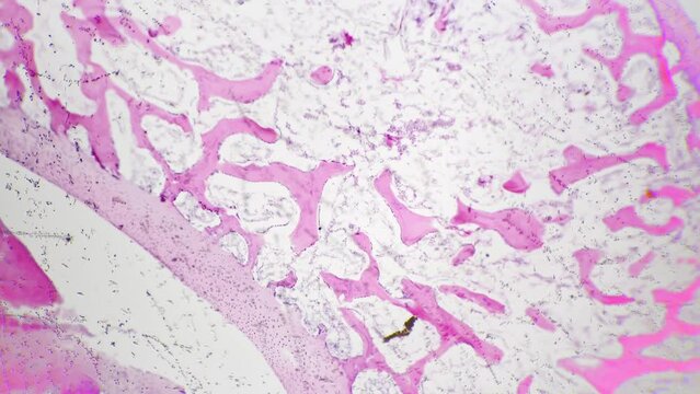 Human joint magnified in 40 times under microscope against white background. Biological macro sample of connection made between people bones responsible for linking skeletal system. Anatomy research