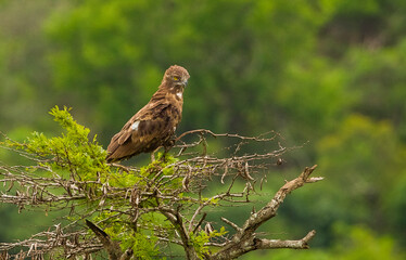 The brown snake eagle (Circaetus cinereus) is a fairly large species of bird of prey in the family Accipitridae. It is found in West, East and southern Africa.