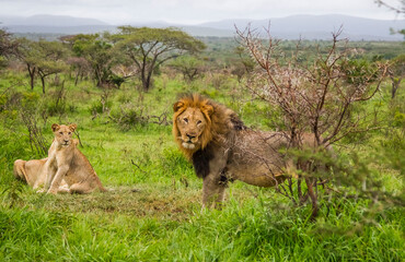 The lions (Panthera leo) are one of the most important parts of African wildlife. They live in national parks in Africa. © selim