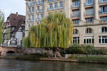 willow tree