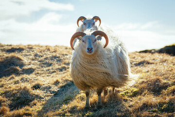 Zwei Schafe mit Hörnern