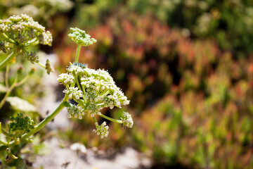 Crithmum maritimum or rock samphire or sea fennel. Edible coastal plant. Detail of the umbel inflorescence. - obrazy, fototapety, plakaty