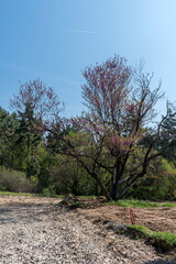 Tall, green trees in the park - a perfect place to relax.