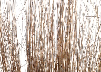 Fototapeta premium Close up yellow dry grass isolated on white background, clipping path