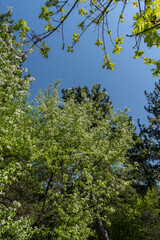 Tall, green trees in the park - a perfect place to relax.