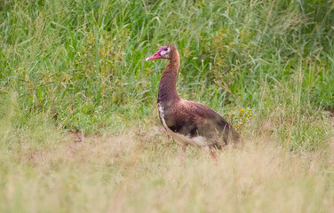 Spur-winged goose (Plectropterus gambensis) is found in wetlands all over Sub-Saharan Africa.