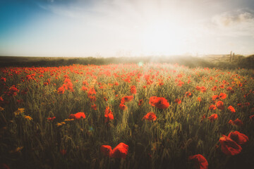 red poppies in a filed with sunshine behind 