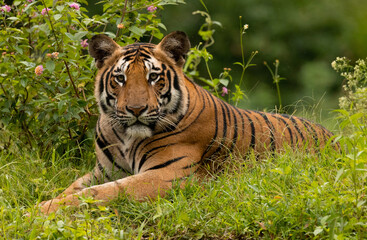 tiger in the grass