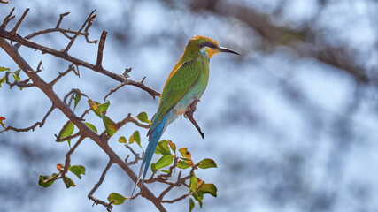 Schwalbenschwanzspint - Swallow-tailert Bee-eater