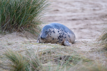 Adult Grey Seal (Halichoerus grypus) in sand dunes in Norfolk