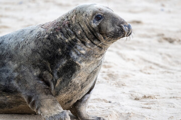 Adult Grey Seal (Halichoerus grypus) in sand dunes in Norfolk