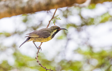 The olive sunbird (Cyanomitra olivacea) is a species of sunbird found in a large part of Africa south of the Sahel. It prefers forested regions.