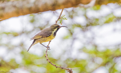 The olive sunbird (Cyanomitra olivacea) is a species of sunbird found in a large part of Africa south of the Sahel. It prefers forested regions.