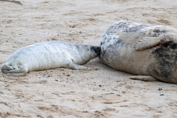Mother and young grey seal (Halichoerus grypus) on a sandy beach in Norfolk