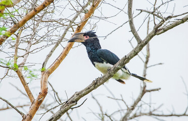The trumpeter hornbill (Bycanistes bucinator) is a medium-sized hornbill, with length between 58 and 65 cm (23 and 26 in), characterized by a large grey casque on the bill, smaller in females.