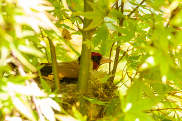 chardonneret couvant dans son nid