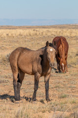 Wild Horses in Autumn in the Wyoming Desert