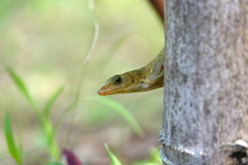St. Lucia Anole peering from behind a tree