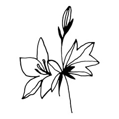 Simple bellflower vector botanical drawing. Isolated flower and leaves. Monochrome bluebell design element. Black wildflower on white background.