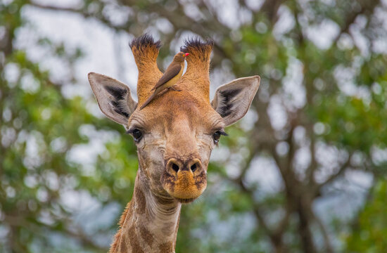 Red-billed oxpecker (Buphagus erythrorhynchus) is a resident African bird. And it is usually feeds on insects on giraffes, zebras and antelopes.