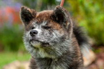 portrait rapproché d'un jeune akita inu