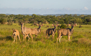 Naklejka premium Kudu usually travel in crowded herds at the Isimangaliso Wetland Park in South Africa