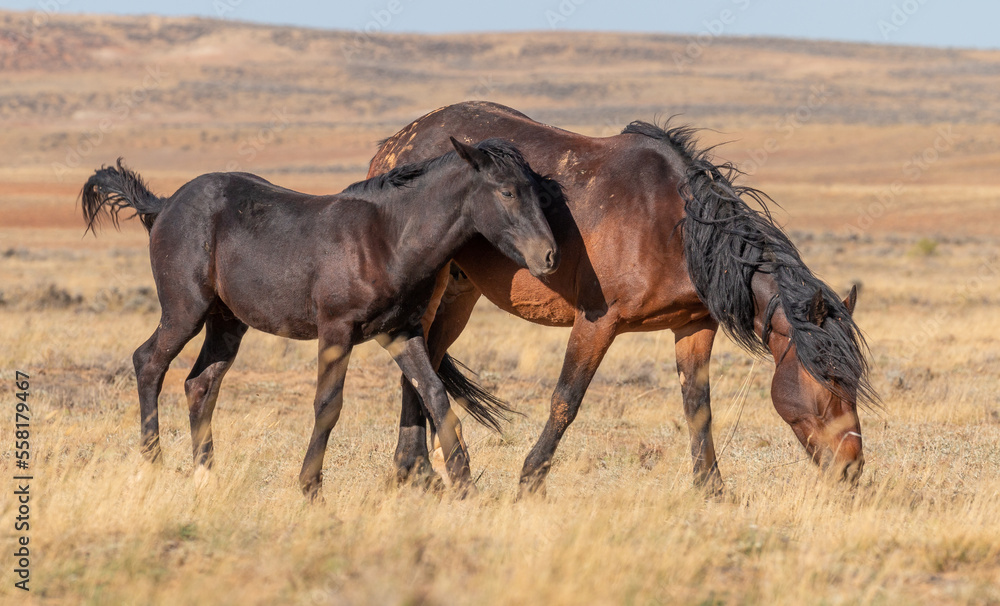 Wall mural Wild Horses in Autumn in the Wyoming Desert - Wall murals
