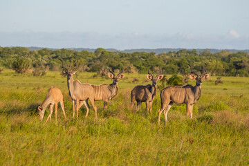 Kudu usually travel in crowded herds at the Isimangaliso Wetland Park in South Africa