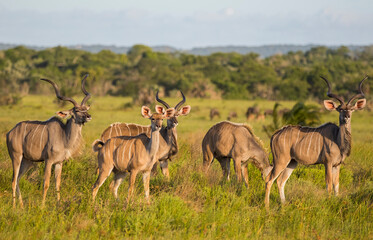 Naklejka na ściany i meble Kudu usually travel in crowded herds at the Isimangaliso Wetland Park in South Africa