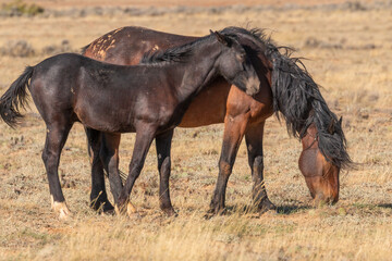 Wild Horses in Autumn in the Wyoming Desert